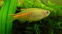 Burmese Danio