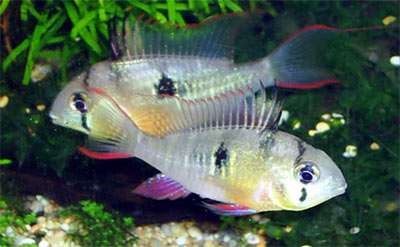 Bolivian Butterfly Fish