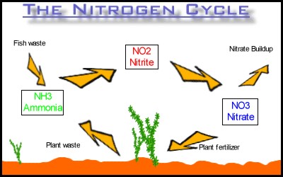 Nitrogen Cycle Flowchart