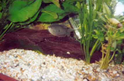 Eclipse aquarium hotsell