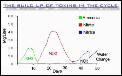 Fish Nitrogen Cycle