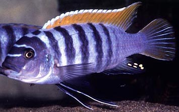 red zebra cichlid that looks purple